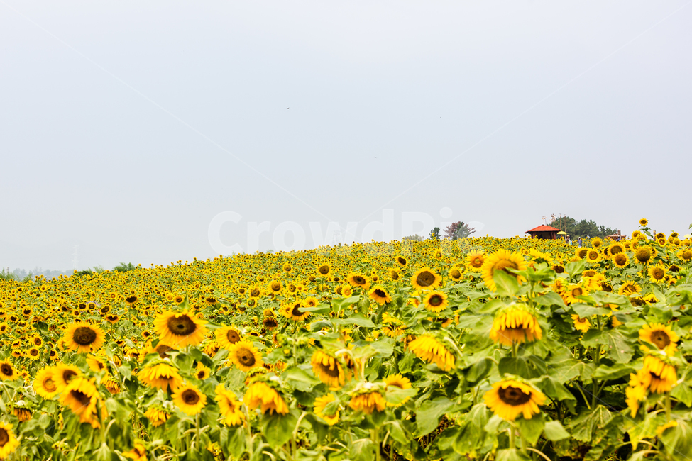 해바라기,해바라기마을,해바라기밭,해바라기씨,강주해바라기마을,식물,자연,plants,nature,꽃,flower
