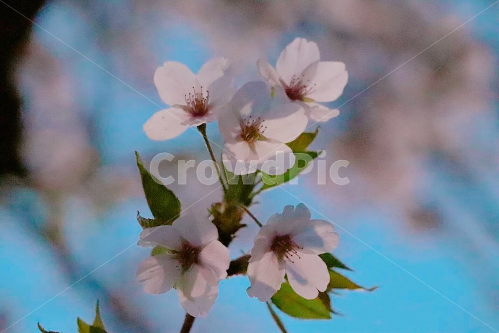 벚꽃,분홍,핑크,봄,꽃,식물,자연,plants,nature,꽃,flower