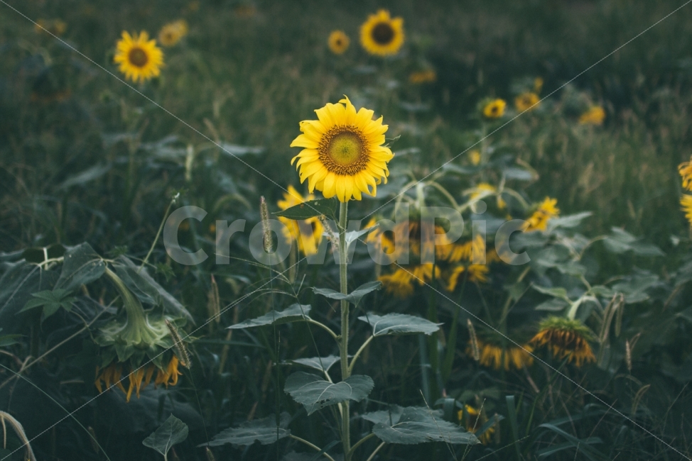 해바라기,감성,느낌,분위기,스냅,식물,자연,plants,nature,꽃,flower,감성,sensible,feeling