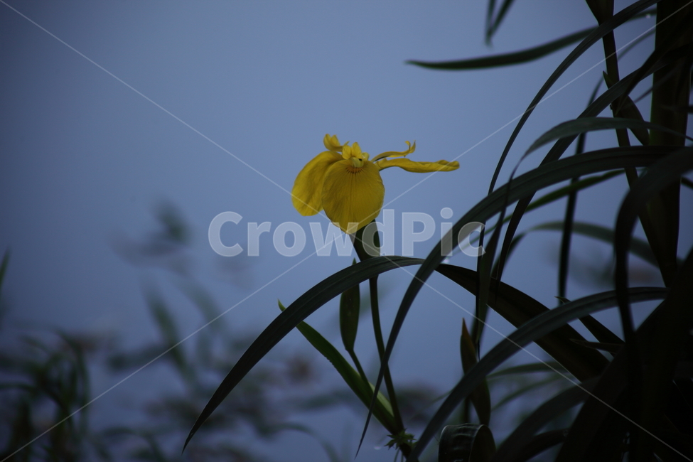 노랑꽃창포,창포,황창포,봄,yellowflagiris