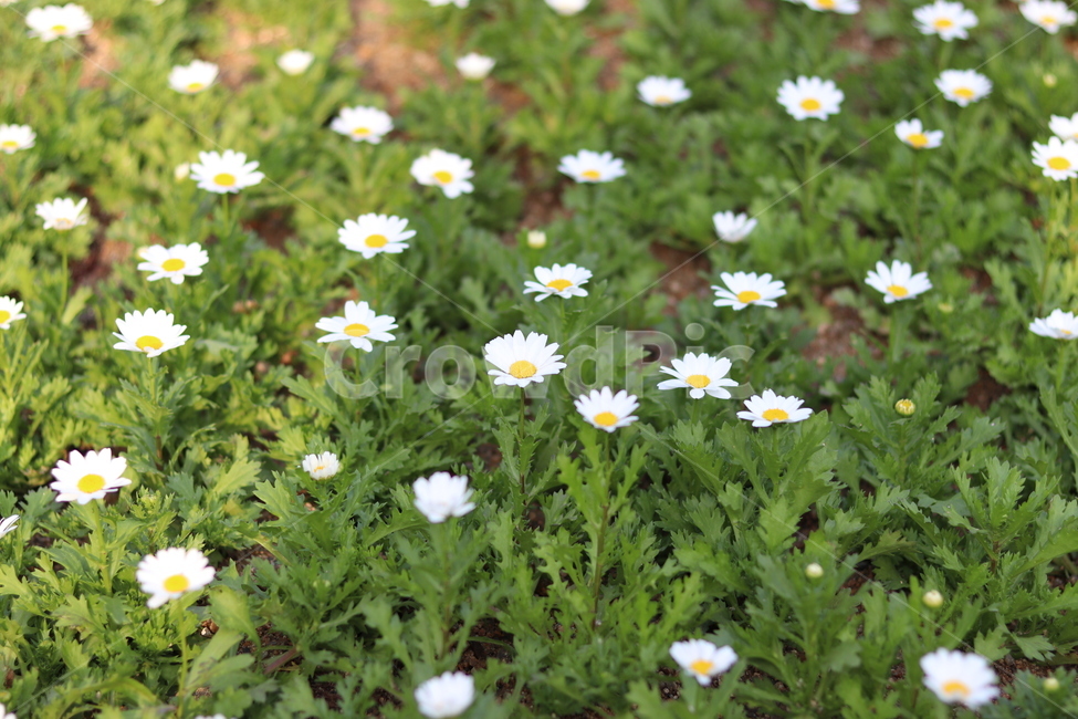 들꽃,데이지,꽃밭,풀,식물,꽃,flower,blossom,plant,daisy,daisies