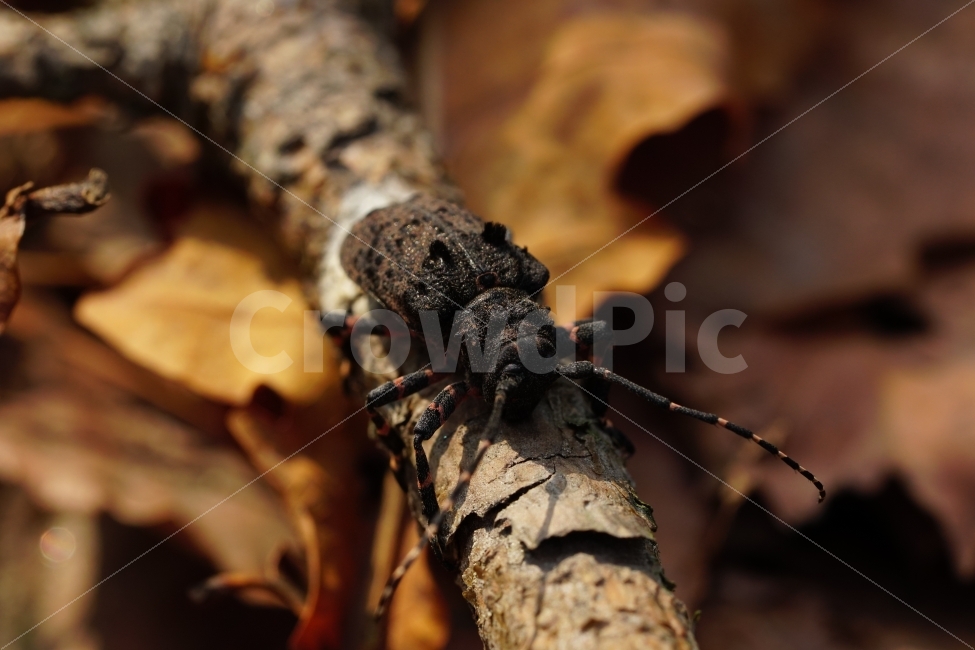 털두꺼비하늘소,곤충,자연,산,나무,식물,낙엽,이파리,벌레,insect,nature,동물,animal,나뭇가지털두꺼비하늘소,macro,접사,closeup,클로즈업,산속,숲속,산림,삼림,환경,plants,생명,풍경,landscape,snap,스냅,나뭇가지,동물,animal,곤충,벌레,insect,bug