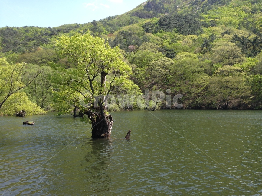 주산지,주왕산,저수지,인공저수지,왕버들,버드나무,수중,물속,청송,한국,jusanji,juwangsan,reservoir,artificialreservoir,weepingwillow,koreanweepingwillow,underwater,water,cheongsong,korea