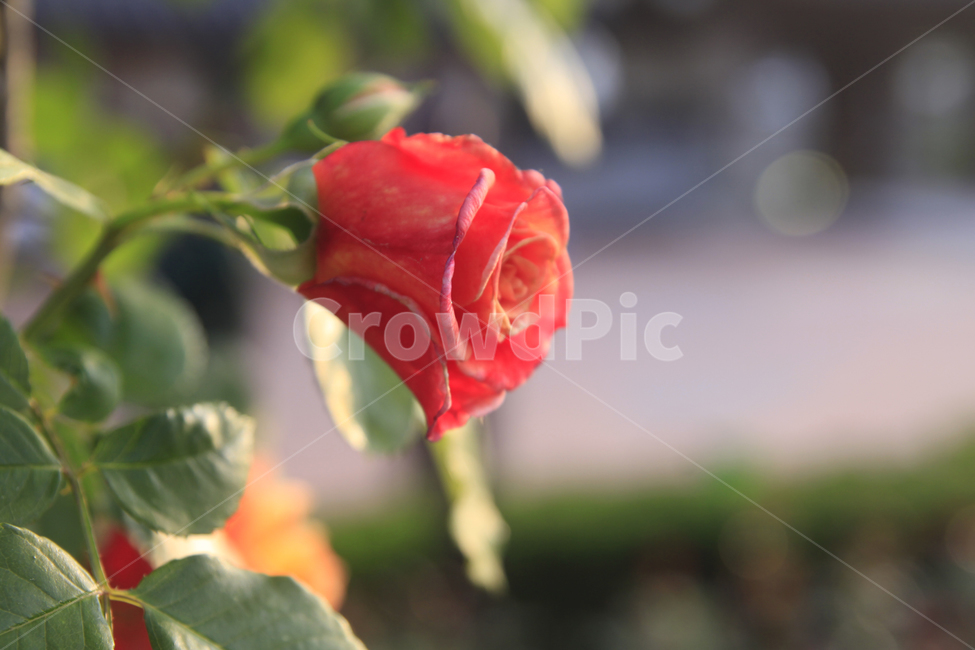 장미,장미사진,꽃,꽃사진,꽃배경,장미배경,장미공원,장미축제,식물,자연,plants,nature,flower,rose,식물,자연,plants,nature,꽃,flower,감성,sensible,feeling