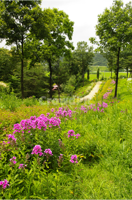 꽃,식물,flower,color,nature,자연,나무,꽃길,길,산책,자연,풍경,nature,landscape,식물,plants,꽃,flower,grassland,목초지,field,들,outdoors,옥외
