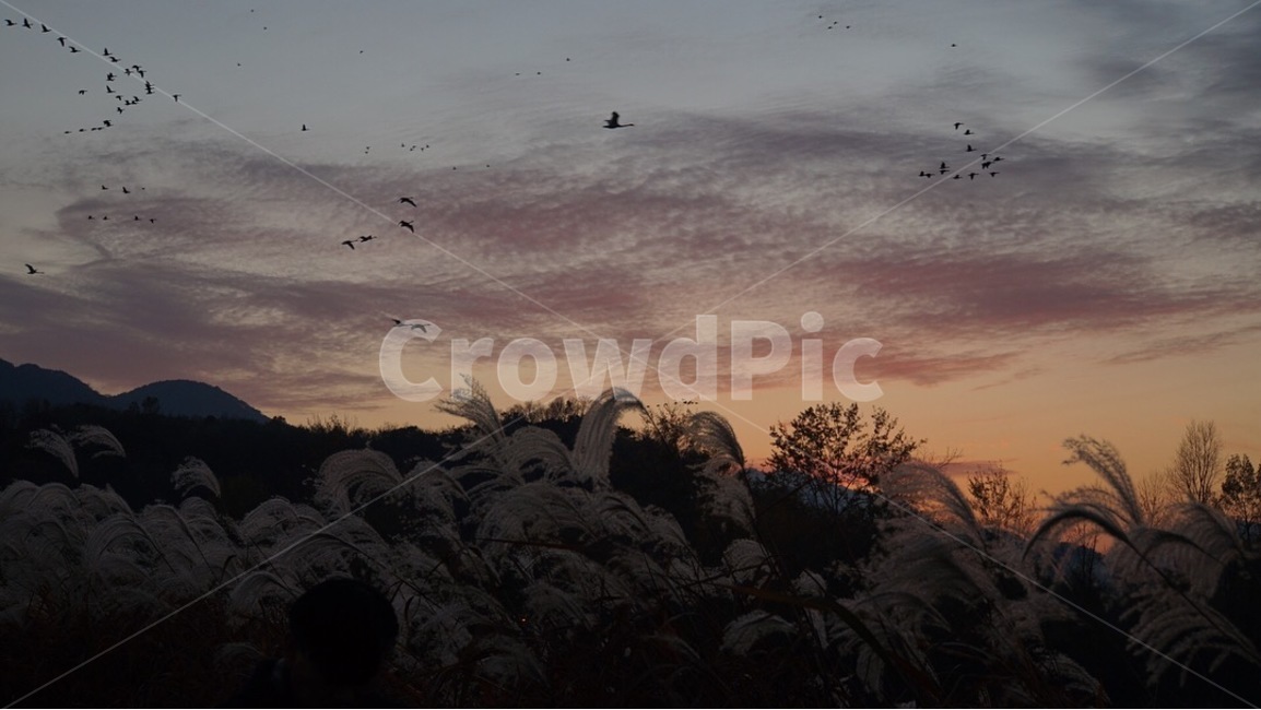 주남저수지,억새,철새,노을,해질녘,sunset,자연,풍경,nature,landscape,grass,잔디,plant,식물