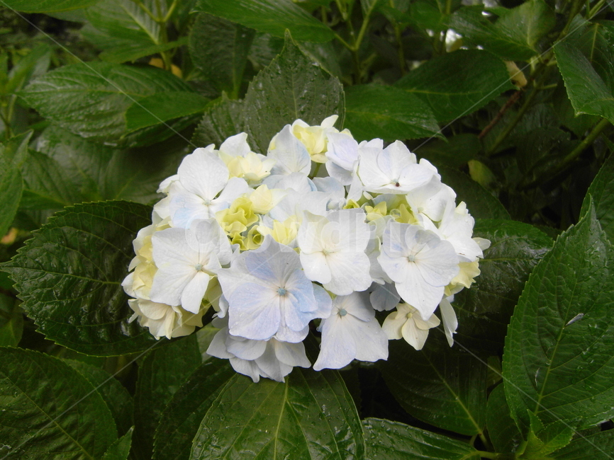 flower,꽃,수국,식물,자연,식물,자연,plants,nature,꽃,flower