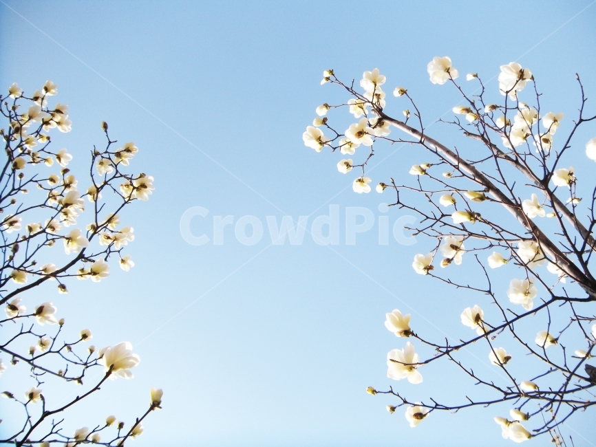 목련,맑은하늘,봄,하늘,꽃,봄,계절,spring,season,식물,자연,plants,nature,꽃,flower,plant,blossom
