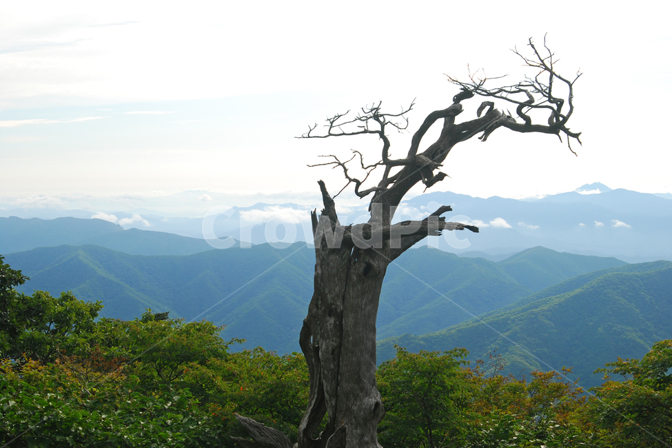 주목,나무,고목,주목나무,식물,고산,덕유산,산,국립공원,하늘,구름,자연,백그라운드,배경,풍경,한국,고목나무,숲,산맥,백두대간,자연,풍경,nature,landscape,한국자연풍경,한국자연경관,korea nature landscape,식물,plants,나무,trees,wood,plant,tree trunk,나무 줄기,tree