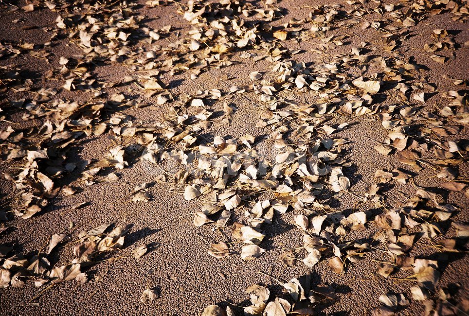 낙엽,ground,바닥,dirtroad,gravel,자갈,road,도로,흙길