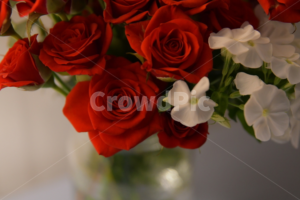 장미꽃,장미,붉은장미,꽃,꽃다발,화병,장식,테이블,식물,로맨틱,rose,redrose,plant,flowerbouquet,blossom,flower,flowerarrangement,꽃,flower