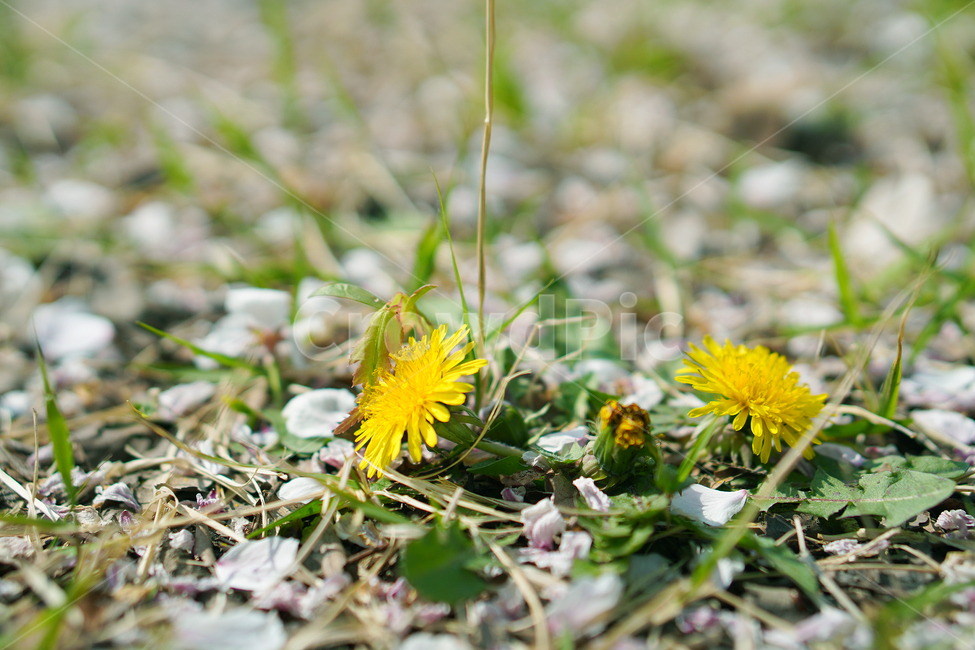 plant,식물,flower,blossom,꽃,민들레,dandelion
