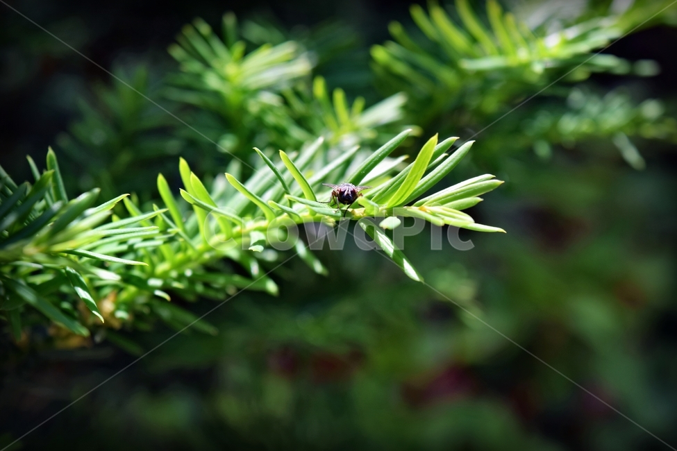 나무,친구,곤충,파리,자연,풍경,식물,자연,plants,nature,동물,animal,곤충,벌레,insect,bug