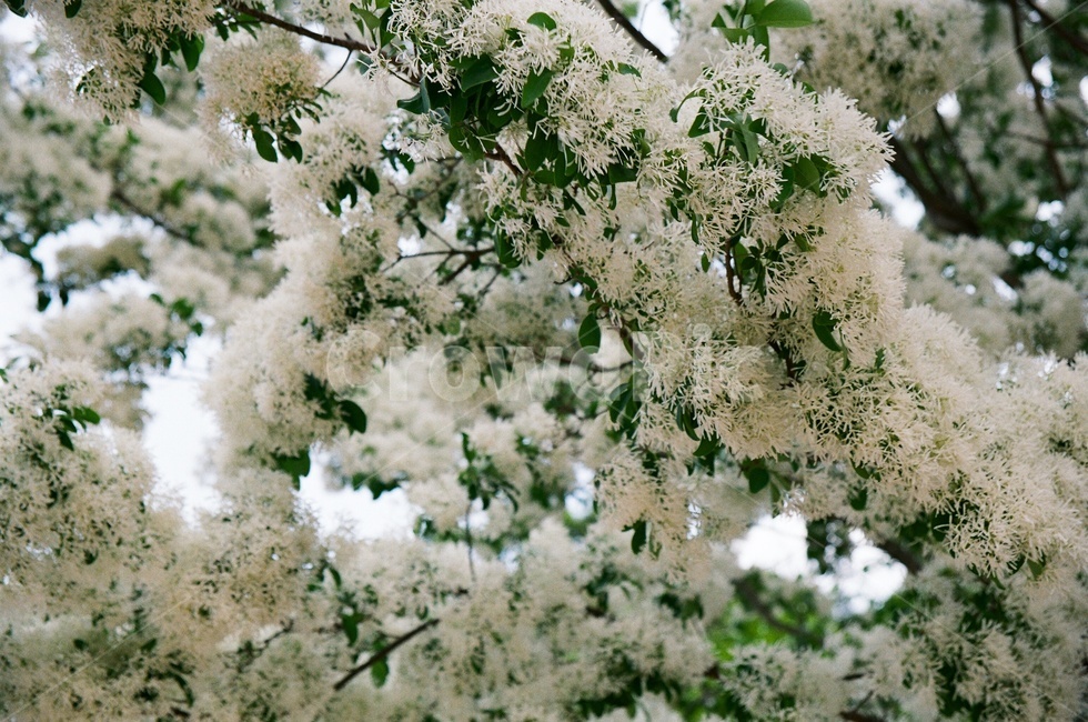하얀색,봄날,spring,blossom,자연,아름다운