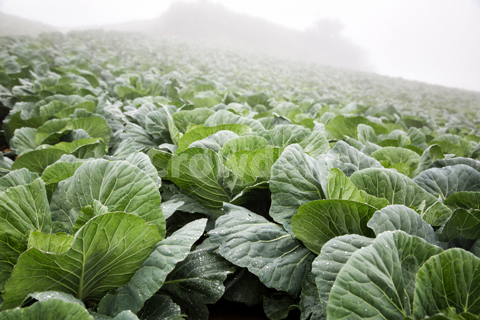 배추,배추밭,고랭지,여름,대관령,초록,plant,식물,vegetable,food,음식,야채,농업,농사,agriculture,farming,farming industry