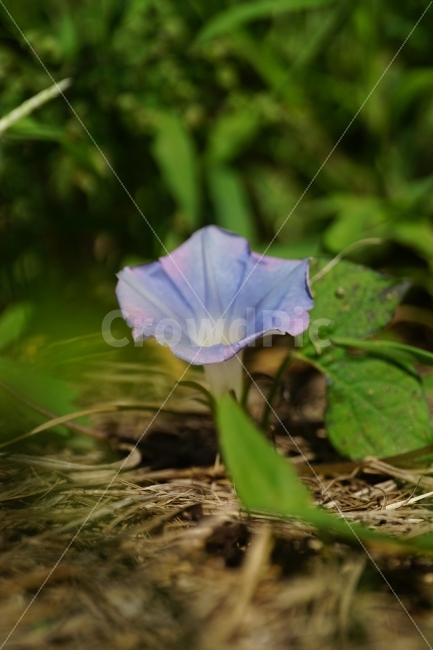 꽃,꽃사진,플라워,식물,이파리,flower,flowers,plants,plant,snap,snapshot,스냅,스냅사진,스넵,스넵사진,감성,감성사진,자연,풍경,nature,landscape,가을,가을꽃,계절,season,fall,autumn,나팔꽃,10월,October,꽃밭,가든,정원,flowerbed,flowergarden,식물,자연,plants,nature,꽃,flower