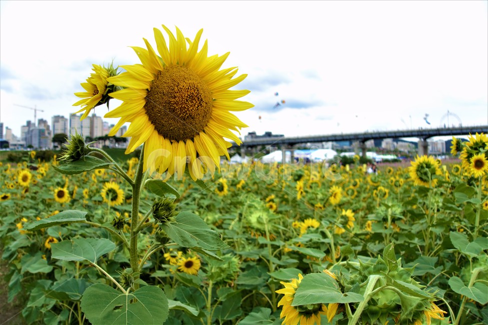 공주,백제문화제,해바라기,풍경,가을,사진,일상,출사,식물,자연,plants,nature,꽃,flower