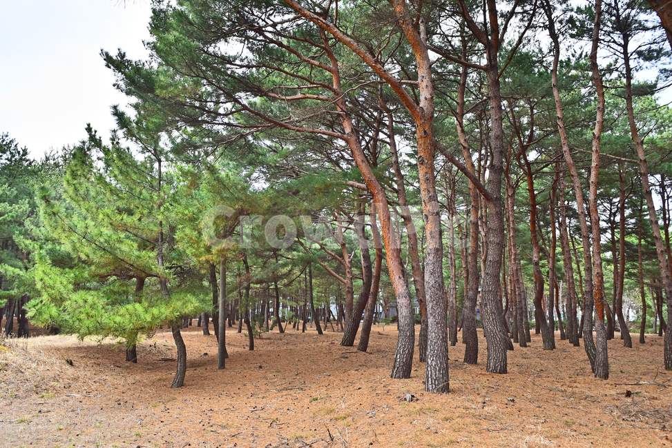 소나무,해송,상록수,송림,솔밭,소나무숲,힐링,환경,자연,한국자연풍경,한국자연경관,pinetree,plant,식물,tree,나무,배경,바탕,백그라운드,토종,솔방울,솔잎,침엽수,피톤치드,사람,person,인간,자연,풍경,nature,landscape