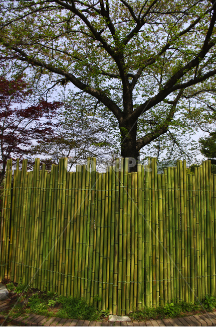 나무,대나무,울타리,식물,초록,식물,자연,plants,nature,나무,trees,wood