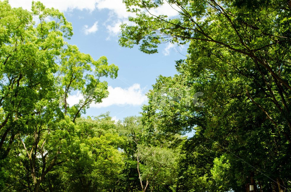 풀숲,하늘,풍경,sky,맑음,날씨,화창,나무,tree,scene,undergrowth,여름,계절,summer,season,자연,풍경,nature,landscape,plant,식물,vegetation,초목,outdoors,옥외,forest,숲,land,땅,woodland,삼림지,tree trunk,나무 줄기