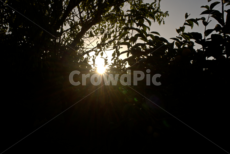 빛,flare,light,일몰,플레어