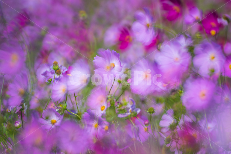 cloud,Field,shake,golden field,nature,sight,autumn,Cosmos,Sky of Autumn