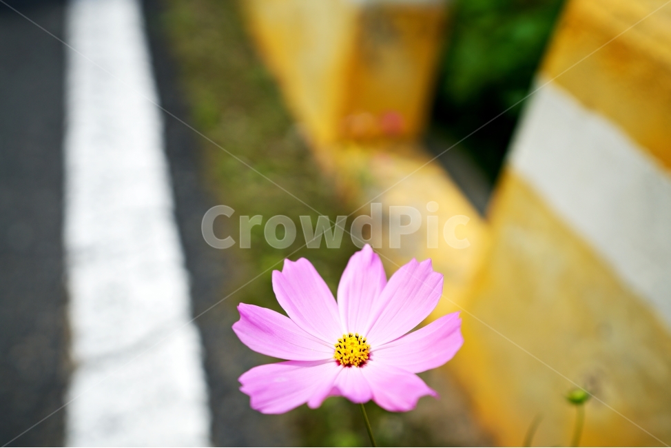 꽃,식물,flower,flowers,plant,식물,자연,plants,nature,꽃,flower