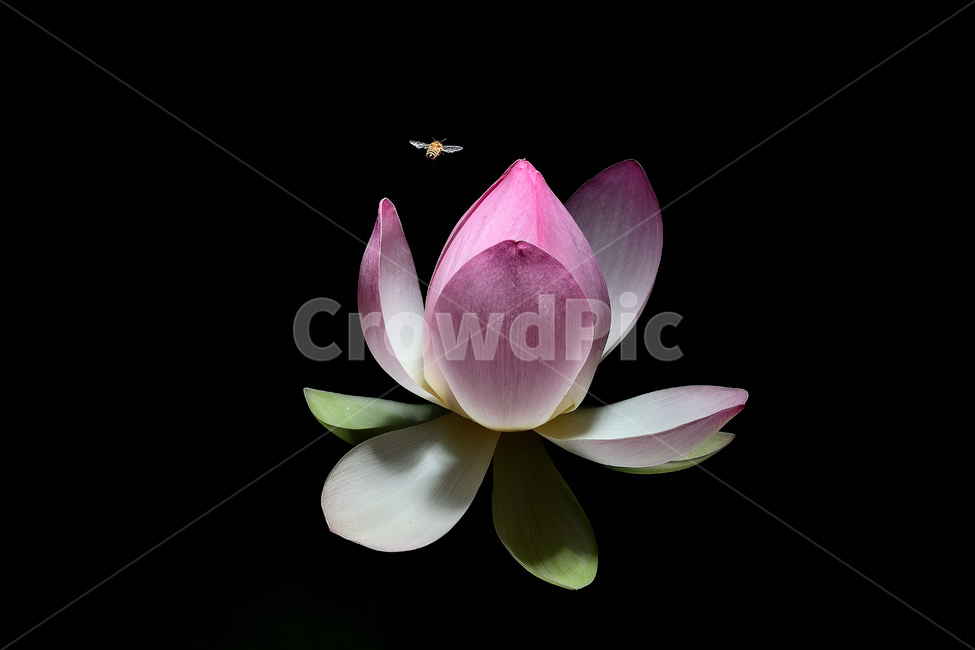 연꽃,연꽃사진,꽃과벌,개화,묵언,수행,자연,아침,식물,자연,plants,nature,꽃,flower,동물,animal,곤충,벌레,insect,bug