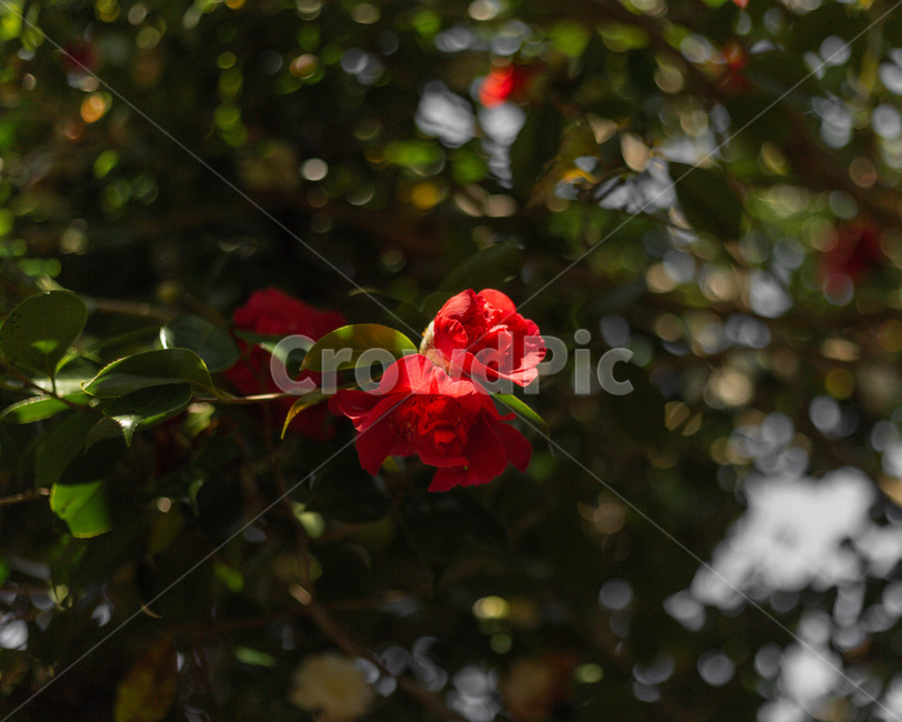 봄,봄꽃,동백,동백꽃,제주도,식물,자연,plants,nature,꽃,flower