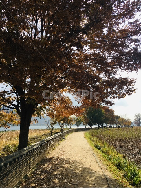 tree,나무,plant,식물,가을,가을,계절,fall,autumn,season,자연,풍경,nature,landscape,tree trunk,나무 줄기