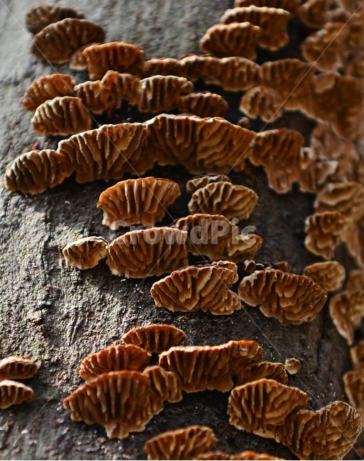 버섯,나무버섯,기생,식물,자연,나무,곰팡이,효모,효소,버섯,mushroom