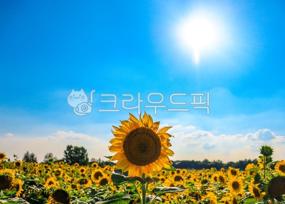 해바라기밭,태양,꽃밭,노란꽃밭,plant,식물,목초지,자연,팜랜드,안성팜랜드