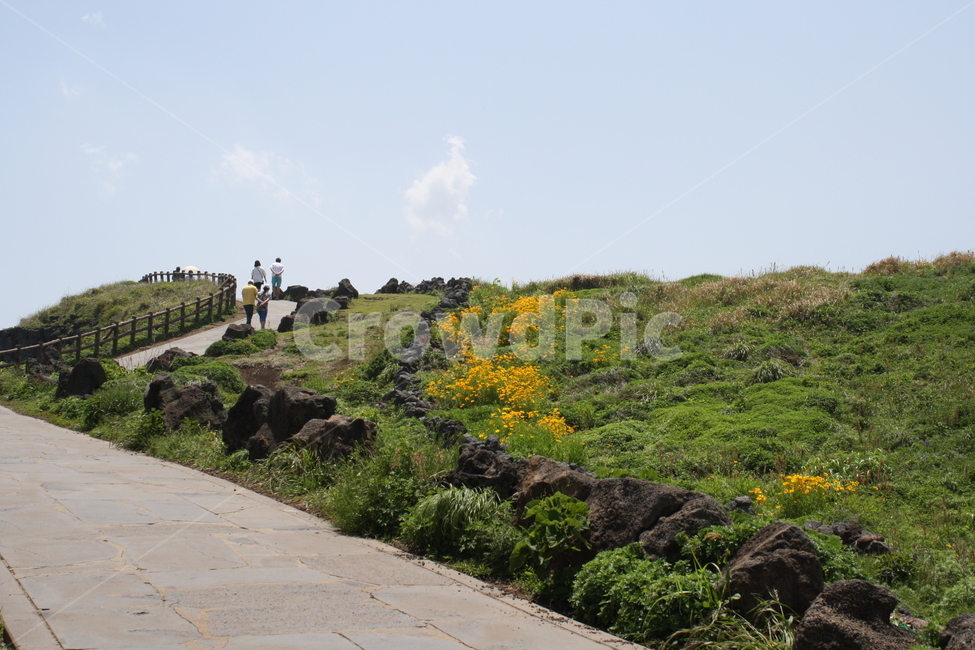 제주도,산책,자연풍경,유채꽃,초록,자연,풍경,nature,landscape,한국자연풍경,한국자연경관,korea nature landscape,제주도,jeju,jeju island,flagstone,판석,outdoors,옥외,human,인간,person,사람