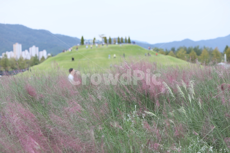 순천만정원,핑크뮬리,봉우리,산책,가을풍경,가을,계절,fall,autumn,season,자연,풍경,nature,landscape,한국자연풍경,한국자연경관,korea nature landscape,outdoors,옥외,grassland,목초지,field,들