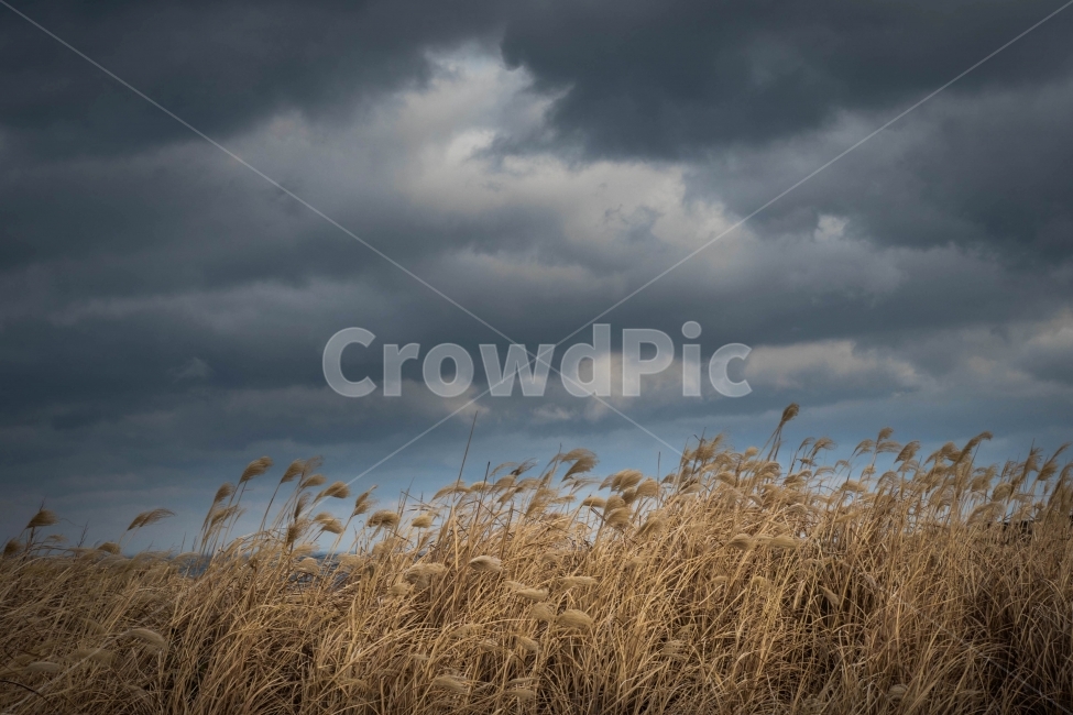 제주도,제주,풍경,자연,조화,자연,풍경,nature,landscape,grass,잔디,plant,식물,lawn,reed,갈대