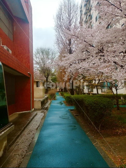 골목길,동네,벚꽃,흐린날,골목