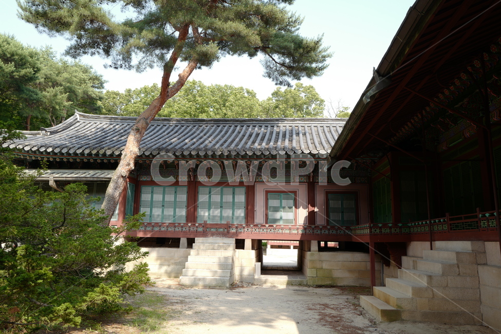창덕궁,전통,건축,궁궐,세계문화유산,소나무,한국전통,문화재,한국전통,한국문화,korean traditional,korean culture,랜드마크,landmark,tourist attraction,한국랜드마크,한국관광지,한국명소,korea landmark,korea tourist attraction,건축물,건물외관,exterior,building,structure,architecture,construction