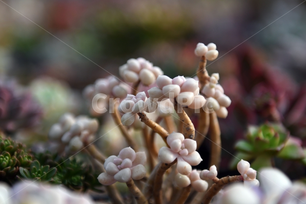 다육이,다육,다육식물,화분,식물,화초,배경,자연,plants,취미,그린,환경,키우기,아름다운,화려한,생명,생활,background,식물,자연,plants,nature