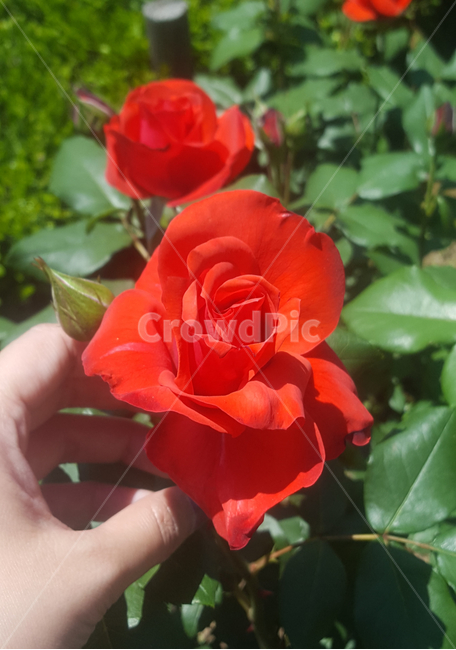 장미,꽃,식물,rose,flower,plant
