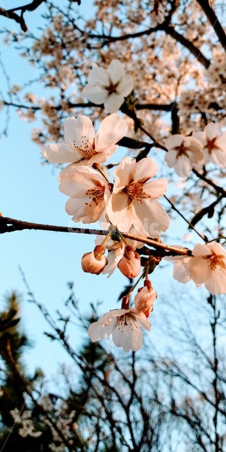 봄,꽃,식믈,cherryblossom,flower