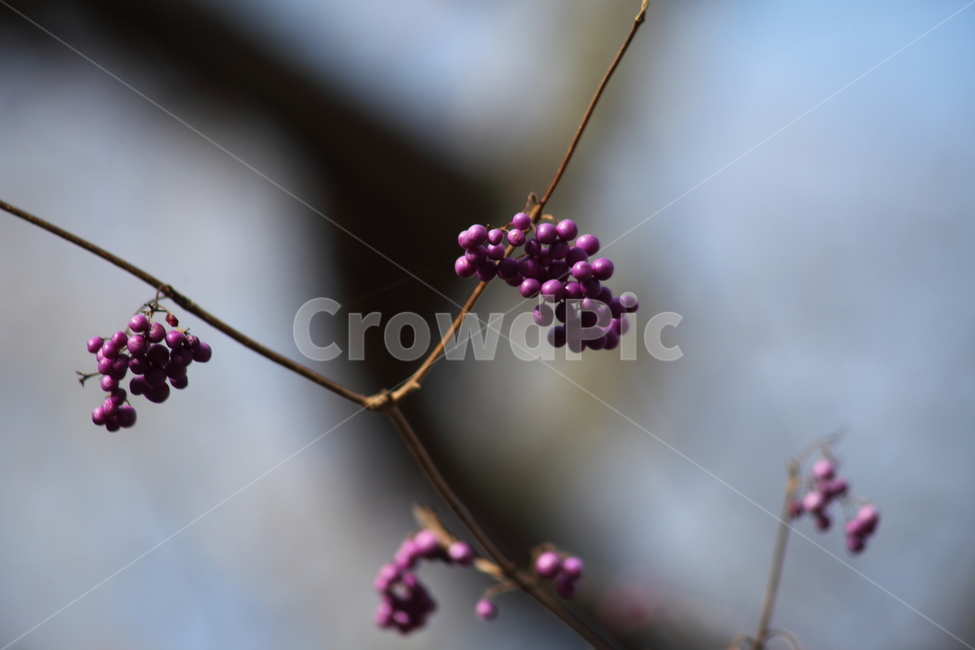 작살나무,열매,종자,번식,japanesebeautyberry,식물,자연,plants,nature,과일,열매,fruit