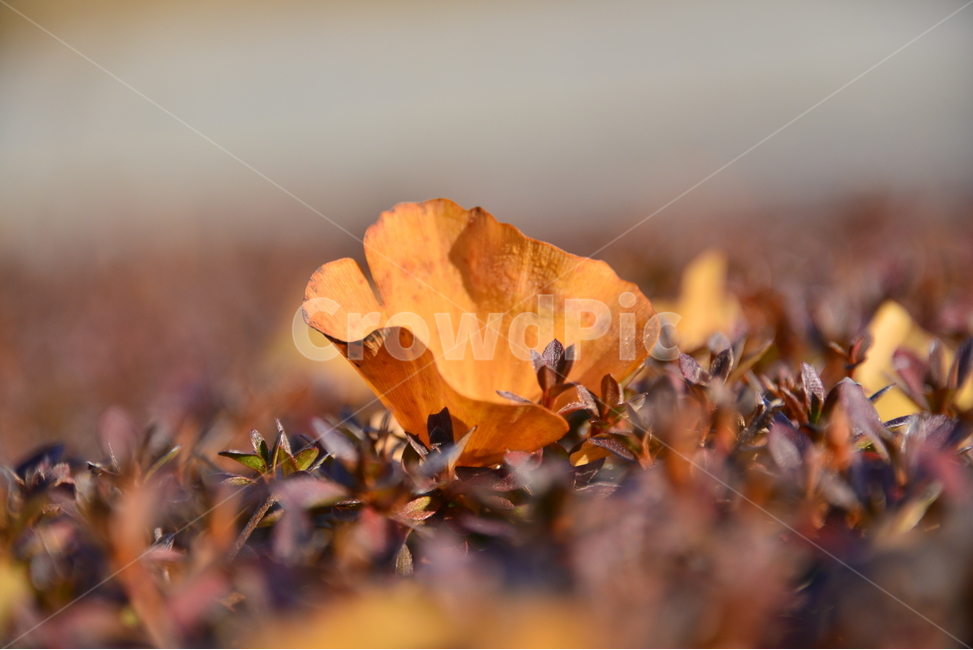 plant,식물,낙옆,잎,가을,계절,단풍,은행잎