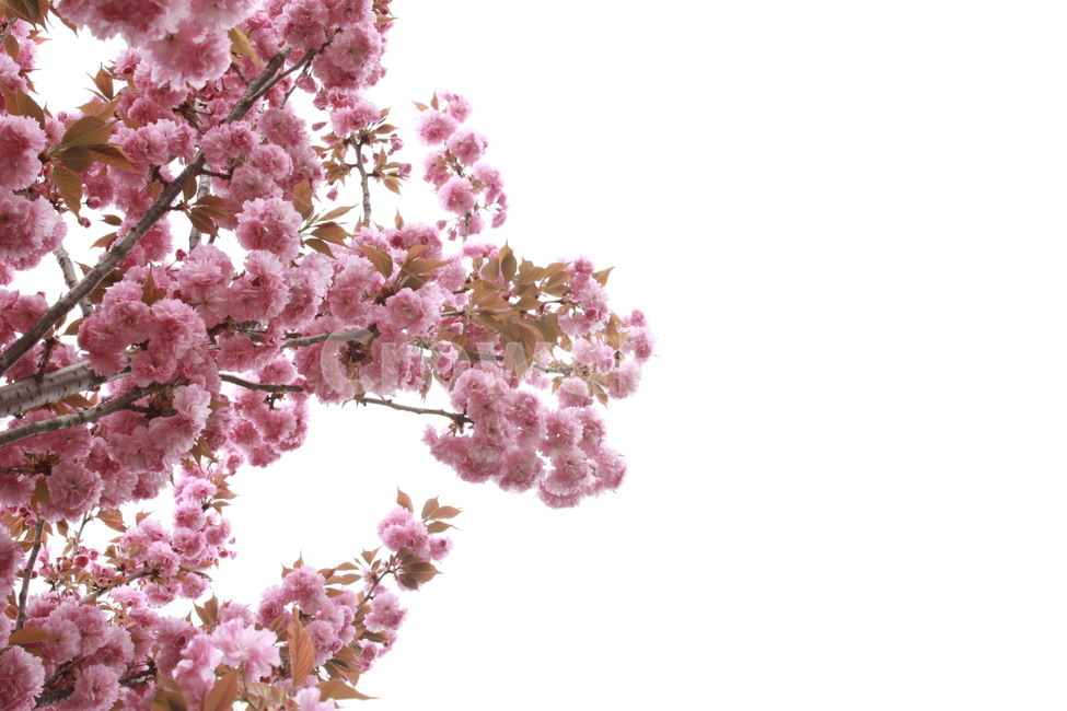 식물,꽃,봄꽃,겹벚꽃,봄,flower,cherryblossoms,spring