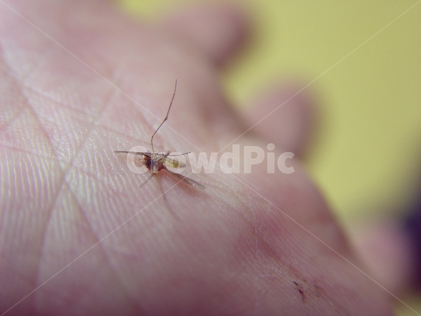 mosquito,deadmosquito,hand,summermosquito,모기,죽은모기,손,여름모기,여름,계절,summer,season