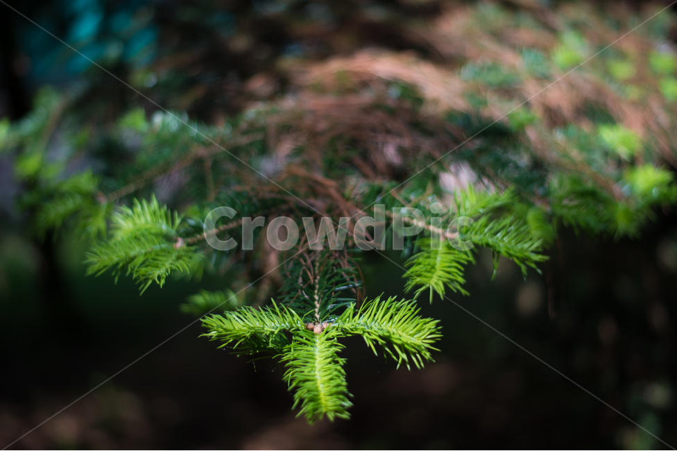소나무,나무,십자가,봄,희망,의지,부담,자립,식물,자연,plants,nature