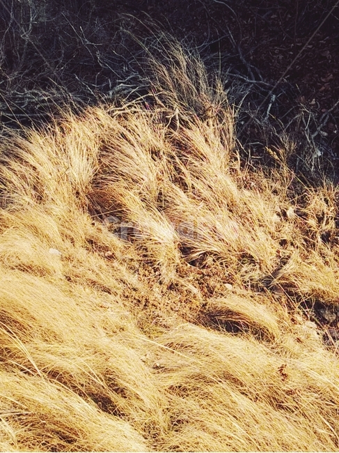 식물,plant,자연,갈대,풀,옥외,nature,억새풀,바람,겨울,가을,섬,풍경,landscape