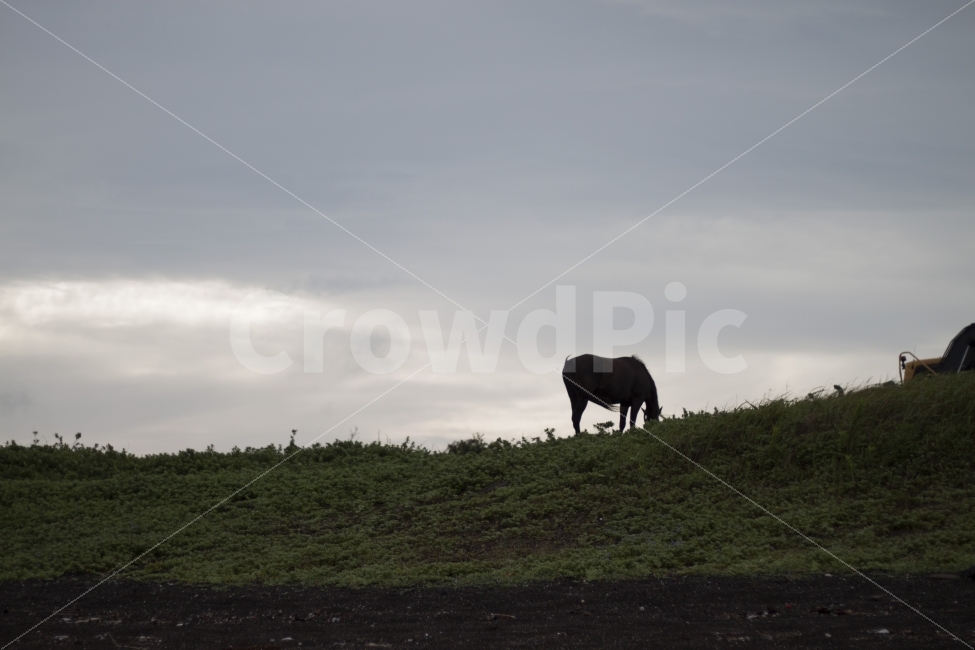 말,제주도,저녁,실루엣,그림자,언덕,제주도,jeju,jeju island,동물,animal,포유류,mammal,grassland,목초지,outdoors,옥외,field,들,nature,자연,rural,농촌,farm,농장,meadow