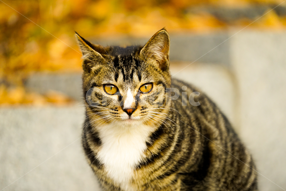 cat,고양이,mammal,포유류,animal,동물,동물,animal,포유류,mammal,고양이,cat,kitten,kitty