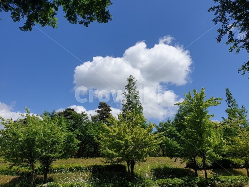 구름,뭉개구름,하늘,나무,여유로움,여름,sky,cloud