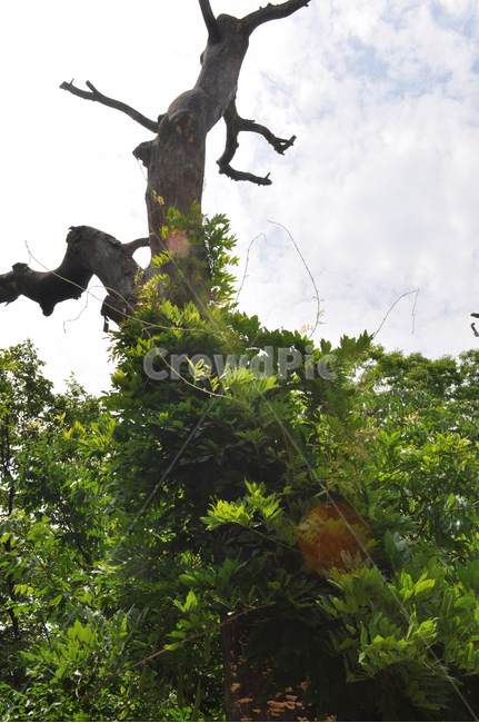 plant,식물,tree,나무,treetrunk,나무줄기,하늘,햇빛,나무가지,덩쿨,자연,나무,trees,wood